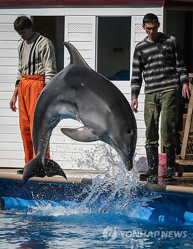 2014년 크림반도에서 군사작전에 투입되기 위한 훈련을 받는 돌고래[EPA 연합뉴스 자료사진]